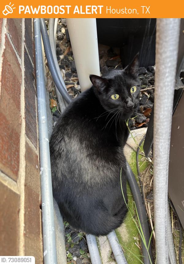 Found/Stray Unknown Cat last seen Riata ranch blvd, Houston, TX 77429