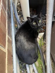 Found/Stray Unknown Cat last seen Riata ranch blvd, Houston, TX 77429