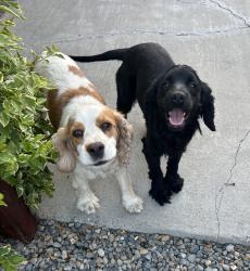 Found/Stray Female Dog last seen West linne road, Tracy, CA 95377