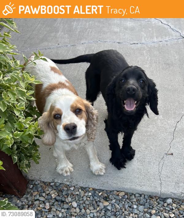 Found/Stray Female Dog last seen West linne road, Tracy, CA 95377