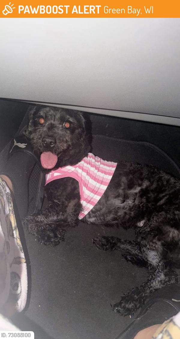 Found/Stray Female Dog last seen Debra ln, Green Bay, WI 54302