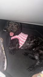Found/Stray Female Dog last seen Debra ln, Green Bay, WI 54302