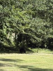 Found/Stray Unknown Dog last seen Sienna bend neighborhood, Spring, TX 77382