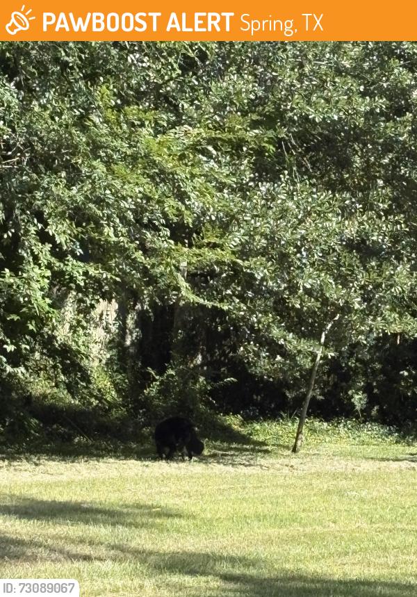Found/Stray Unknown Dog last seen Sienna bend neighborhood, Spring, TX 77382