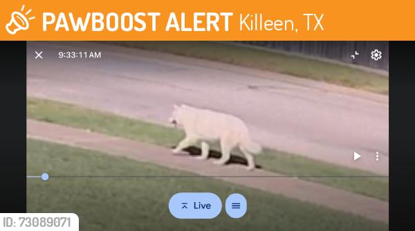 Found/Stray Unknown Dog last seen Ledgestone Drive, Killeen TX., Killeen, TX 76549