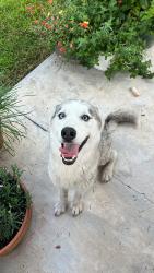 Reunited Female Dog last seen Verot Schoot Rd, The Woodlands neighborhood, Lafayette, LA 70508