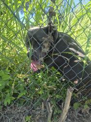 Found/Stray Male Dog last seen Near burleson st grand prairie tx, Grand Prairie, TX 75050