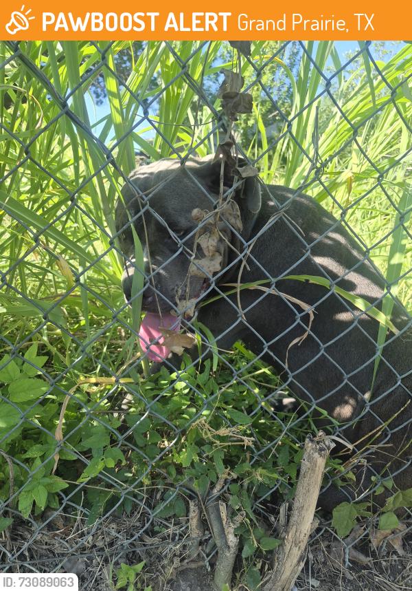 Found/Stray Male Dog last seen Near burleson st grand prairie tx, Grand Prairie, TX 75050