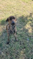 Found/Stray Female Dog last seen County road 905, Johnson County, TX 76058