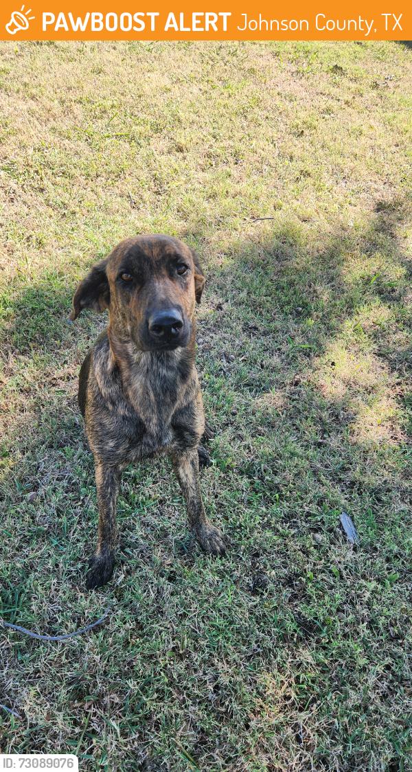 Found/Stray Female Dog last seen County road 905, Johnson County, TX 76058