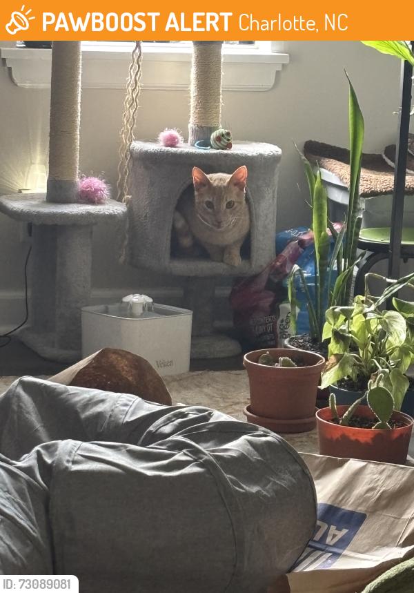 Found/Stray Male Cat last seen The Spoke at Tyvola apmts, Charlotte, NC 28217