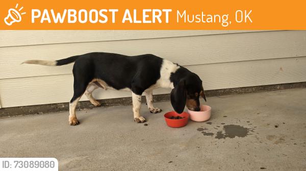 Found/Stray Male Dog last seen Mustang park neighborhood, Mustang, OK 73064