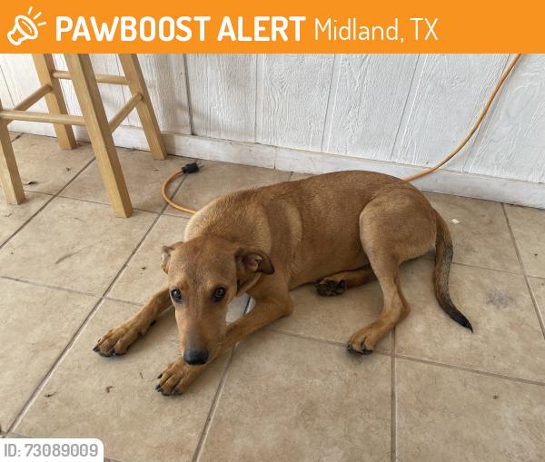 Found/Stray Female Dog last seen Near E CR-55, Midland, TX 79705