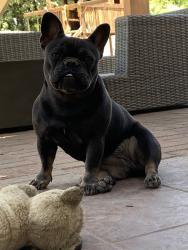 Lost Female Dog last seen Jeffery glenn st and damask, Bakersfield, CA 93312