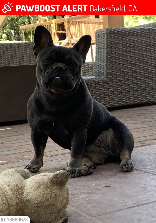 Lost Female Dog last seen Jeffery glenn st and damask, Bakersfield, CA 93312