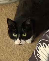 Lost Female Cat last seen Norvell and Stockton, El Cerrito, El Cerrito, CA 94530