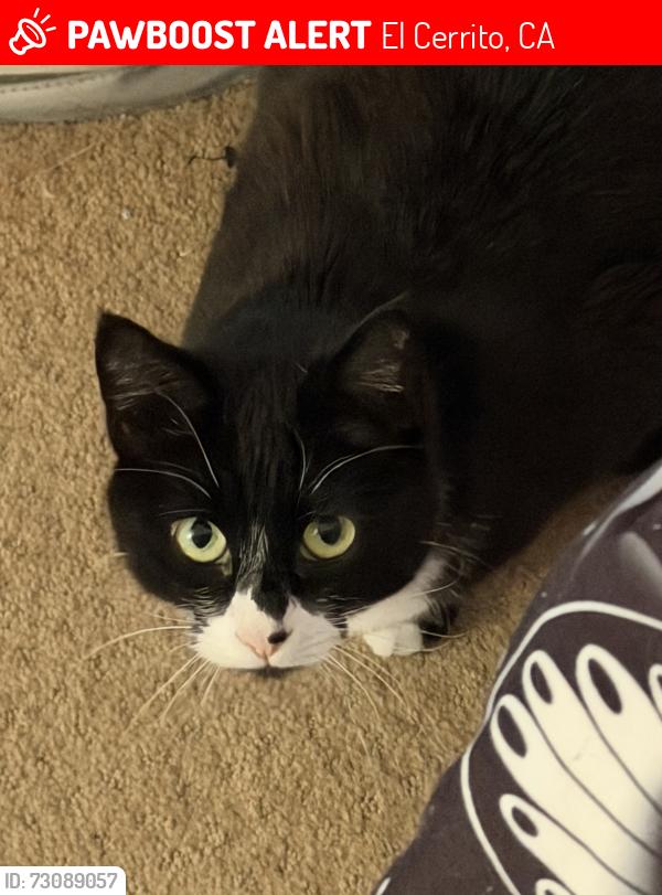 Lost Female Cat last seen Norvell and Stockton, El Cerrito, El Cerrito, CA 94530