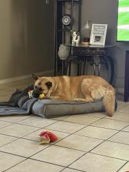 Lost Female Dog last seen Moon rd, Socorro, TX 79927