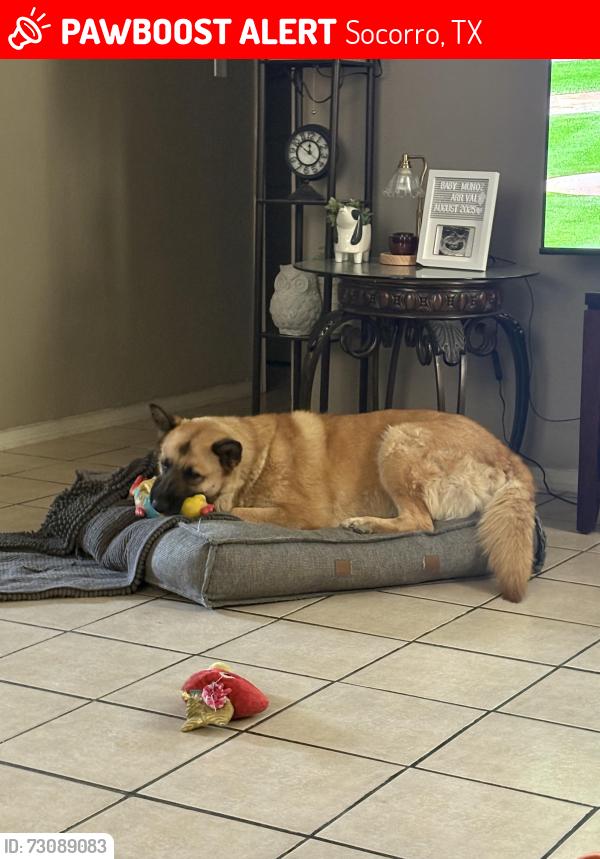 Lost Female Dog last seen Moon rd, Socorro, TX 79927