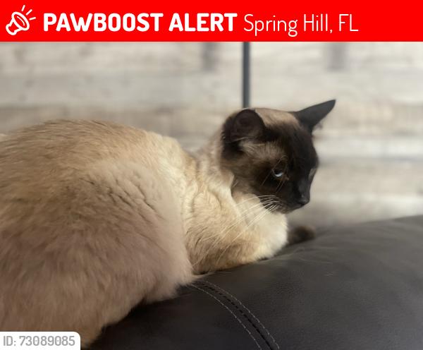 Lost Male Cat last seen Coronado and Gold Rd, Spring Hill, FL 34609
