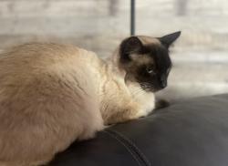 Lost Male Cat last seen Coronado and Gold Rd, Spring Hill, FL 34609