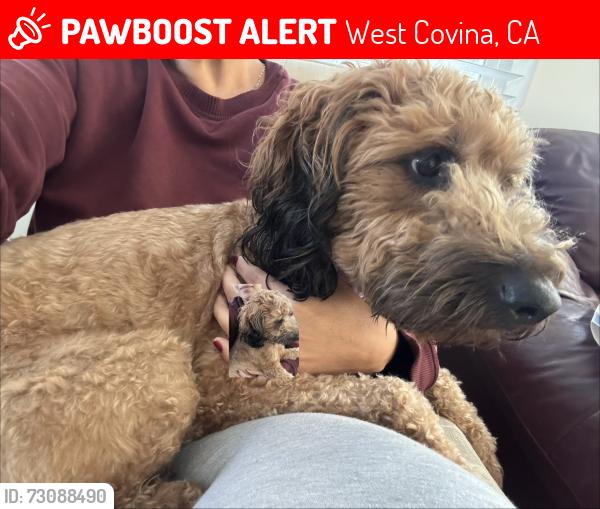 Lost Female Dog last seen Merced Pl & Glendora Ave, West Covina, CA 91790