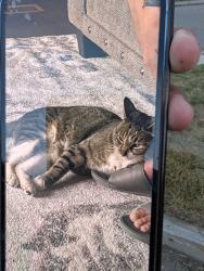 Lost Female Cat last seen Devonshire Square s, Thornton, CO 80229