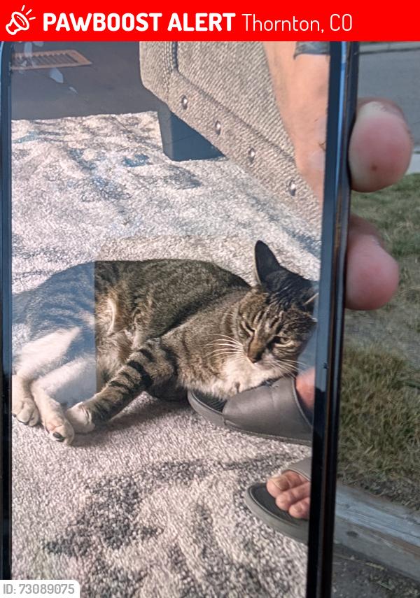 Lost Female Cat last seen Devonshire Square s, Thornton, CO 80229