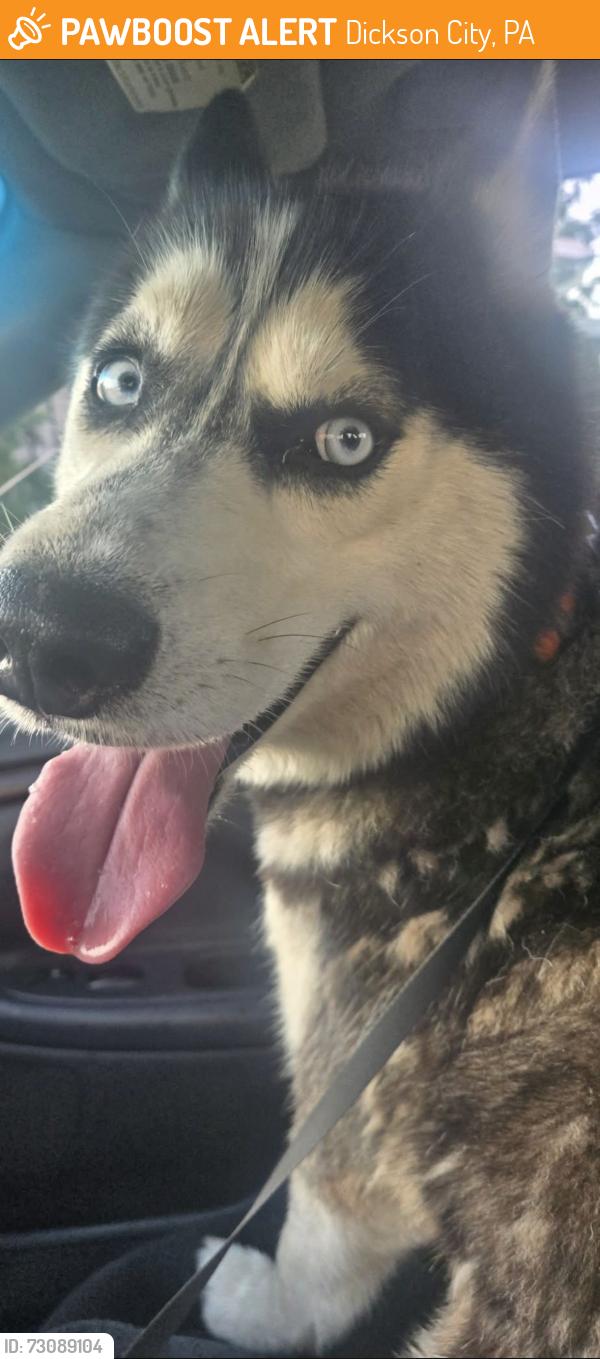 Found/Stray Male Dog last seen River St., Dickson City, PA 18512