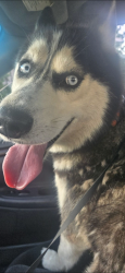 Found/Stray Male Dog last seen River St., Dickson City, PA 18512