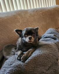 Reunited Female Dog last seen Deltona Boulevard, Spring Hill, FL 34608
