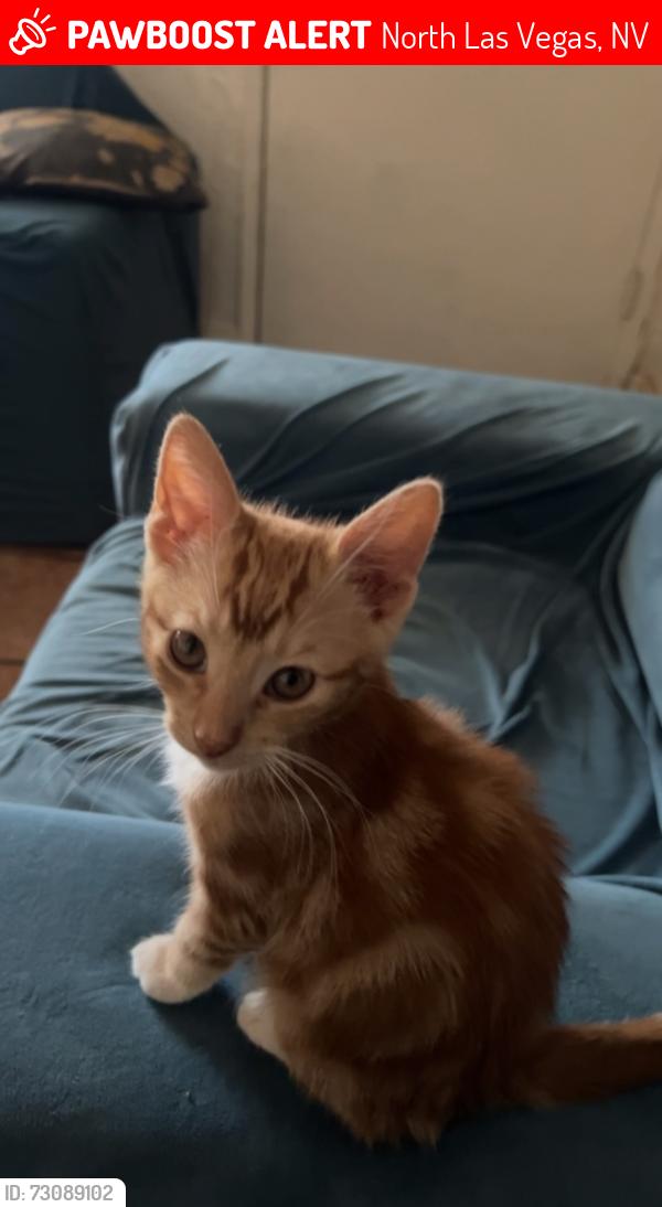 Lost Male Cat last seen Holmes and Brooks, North Las Vegas, NV 89030