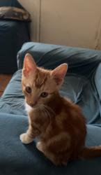 Lost Male Cat last seen Holmes and Brooks, North Las Vegas, NV 89030