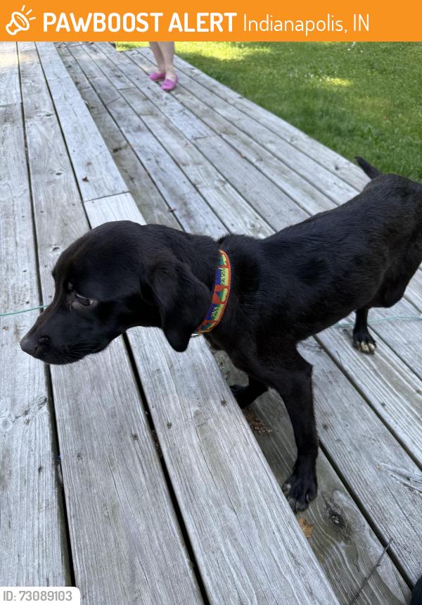Found/Stray Female Dog last seen Michigan rd and 62nd street, Indianapolis, IN 46268