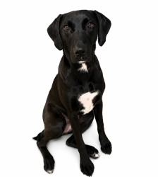 Lost Female Dog last seen 86th Ave & 14th street, Pembroke Pines, FL 33024