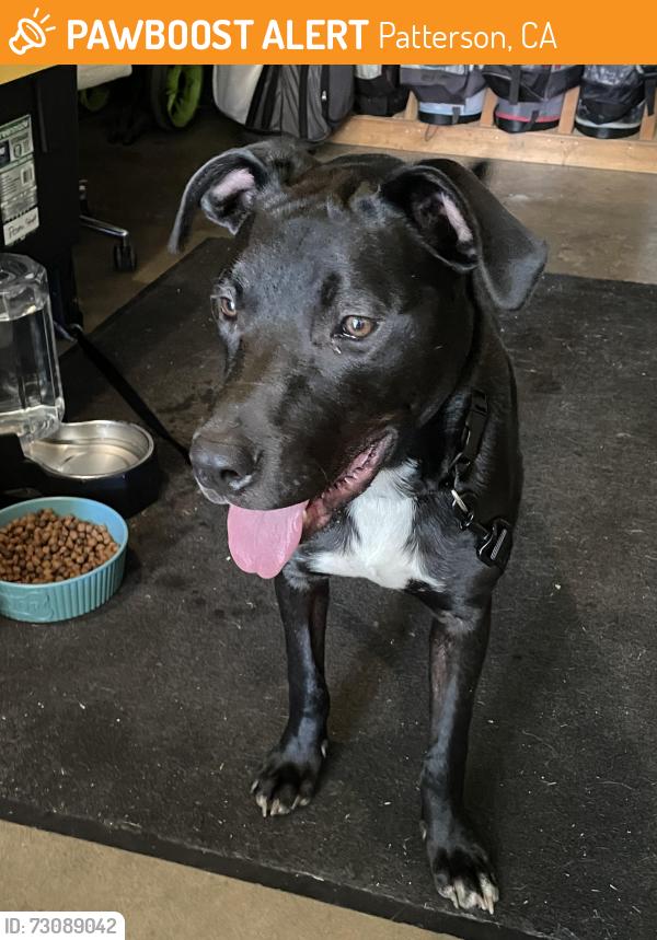 Found/Stray Male Dog last seen shearwater and american eagle, Patterson, CA 95363