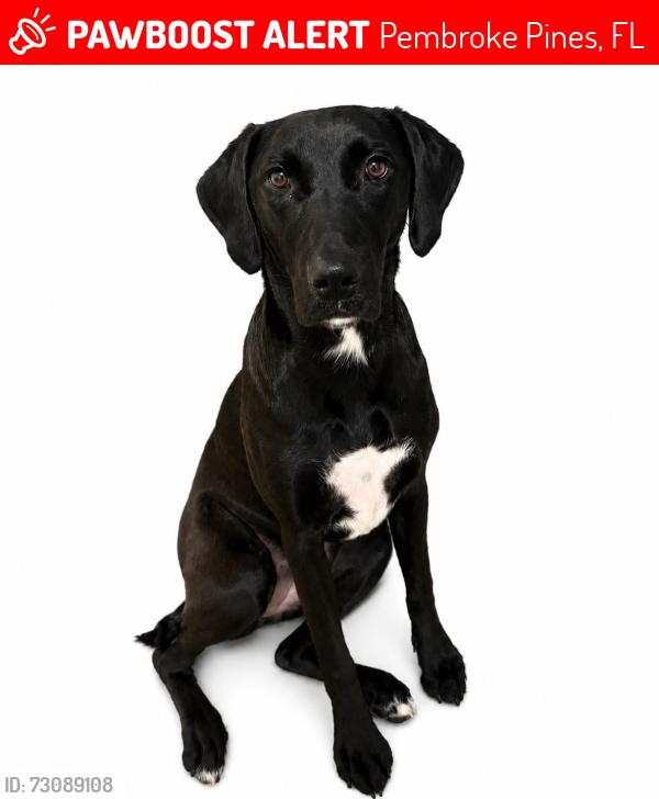 Lost Female Dog last seen 86th Ave & 14th street, Pembroke Pines, FL 33024