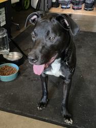 Found/Stray Male Dog last seen shearwater and american eagle, Patterson, CA 95363