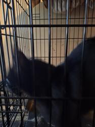 Found/Stray Unknown Cat last seen 83rd and farley, Overland Park, KS 66204