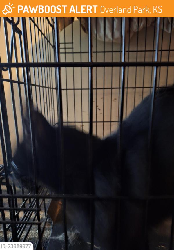 Found/Stray Unknown Cat last seen 83rd and farley, Overland Park, KS 66204