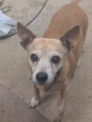 Lost Male Dog last seen John king lost creek, Crestview, FL 32539