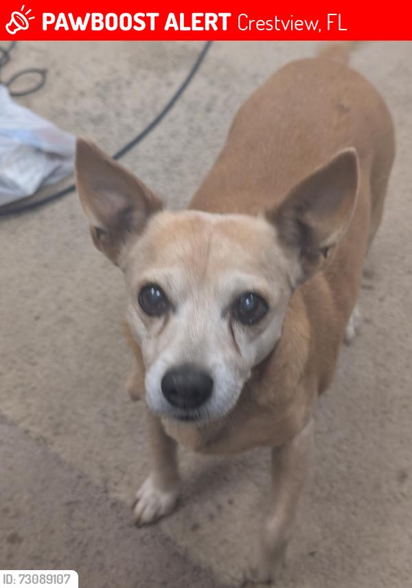 Lost Male Dog last seen John king lost creek, Crestview, FL 32539