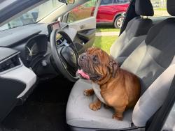 Found/Stray Male Dog last seen No tiene microchit, Cutler Bay, FL 33157