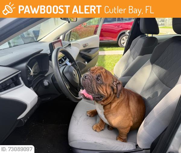 Found/Stray Male Dog last seen No tiene microchit, Cutler Bay, FL 33157