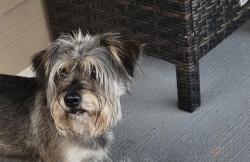 Lost Male Dog last seen Crambidge Falls, Missouri City, TX 77459