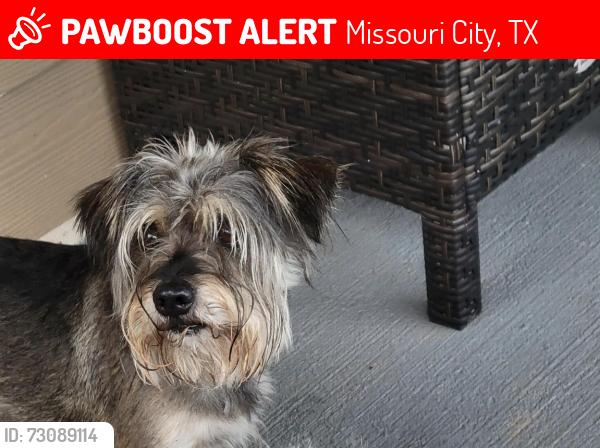 Lost Male Dog last seen Crambidge Falls, Missouri City, TX 77459