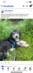 Reunited Female Dog last seen Near wegmans Drive Bethlehem pa, Bethlehem, PA 18017