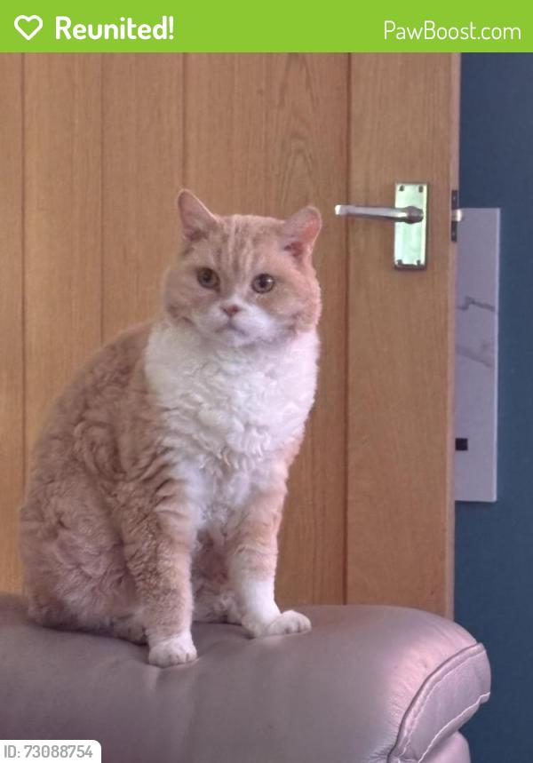 Reunited Male Cat last seen Ship lane cemetery , Hampshire, England GU14 8DA