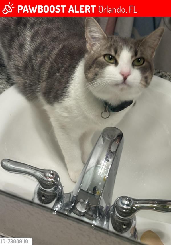 Lost Female Cat last seen Windham lakes, Orlando, FL 32824