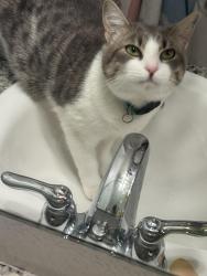 Lost Female Cat last seen Windham lakes, Orlando, FL 32824